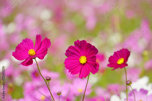 Pink cosmos flowers in the blur background with copy space. pink cosmos flower blooming in the field