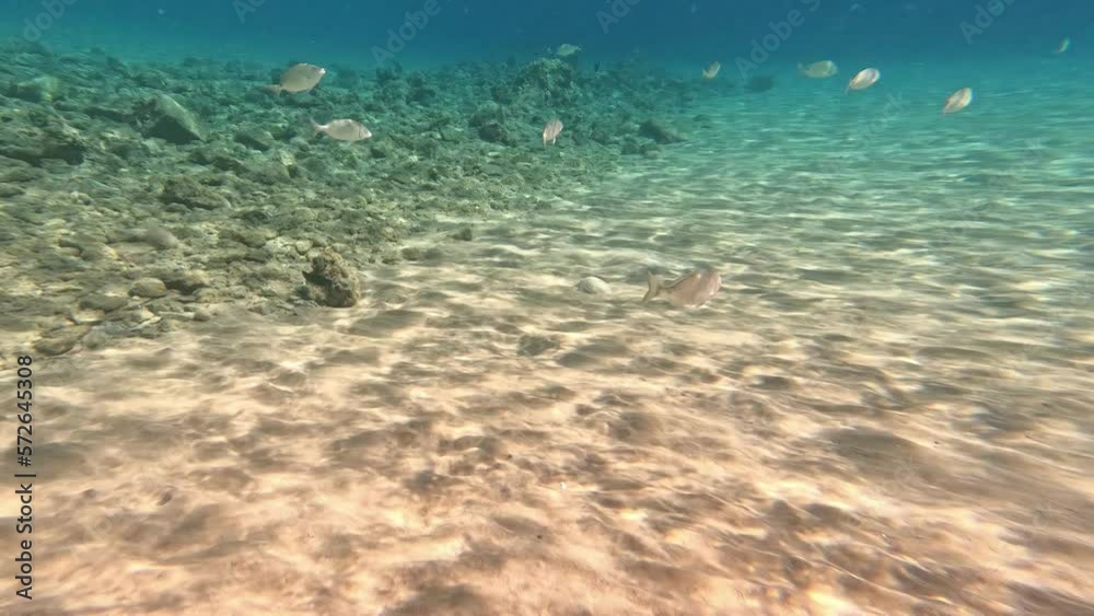Pov shot underwater following swarm of fish in clear ocean water at bottom Pov shot underwater following swarm of fish in clear ocean water at bottom