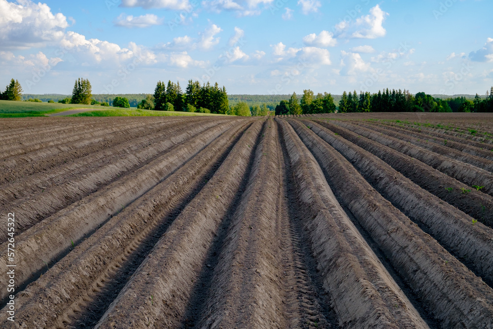 Agricultural field after planting potatoes. View of a field going over the horizon