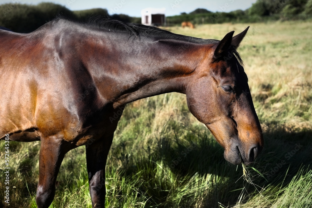 Fototapeta premium horse in the field