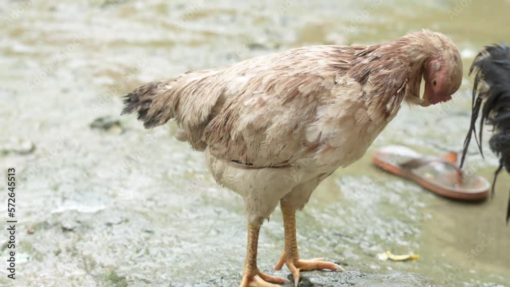 the hen is looking for or cleaning fleas 4K the hen is looking for or cleaning fleas 4K