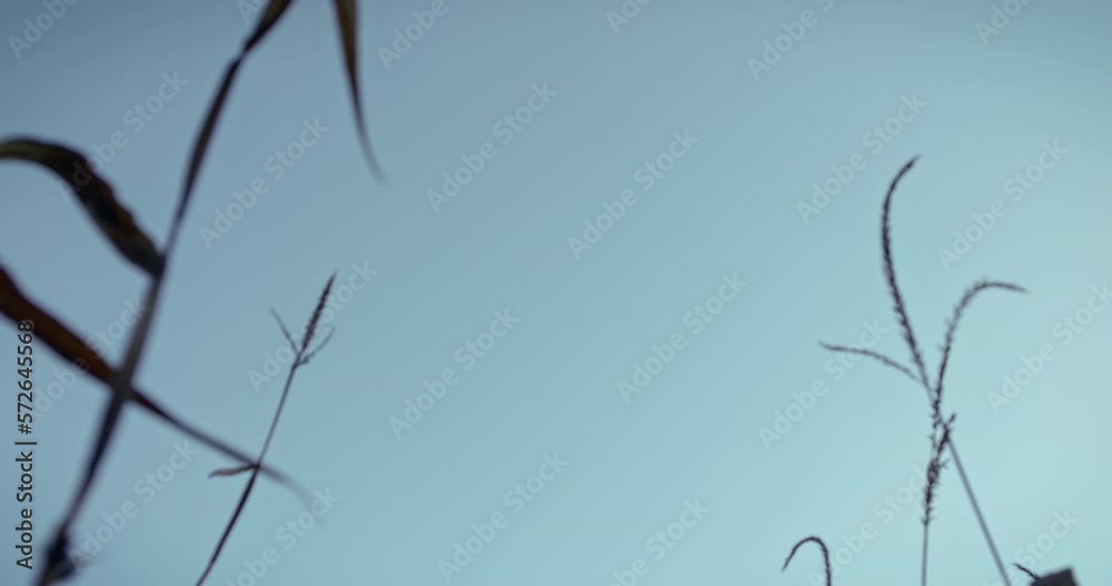 Frogs perspective of some blades of grass and stems, blue sky in background with no clouds. Frogs perspective of some blades of grass and stems, blue sky in background with no clouds.