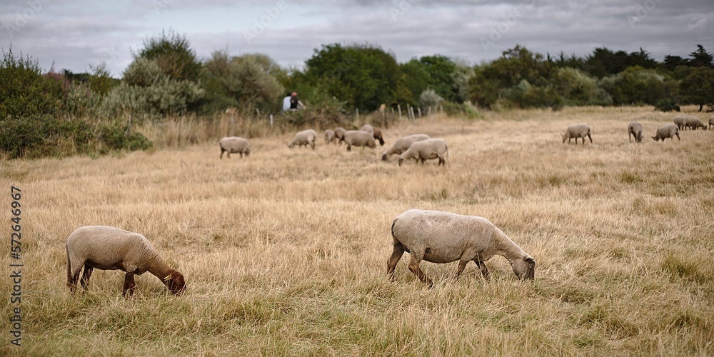 Obraz premium Yeu Island sheeps