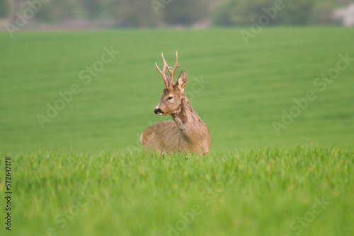 Roe deer in rut in wildlife nature,spring, summer, Slovakia 