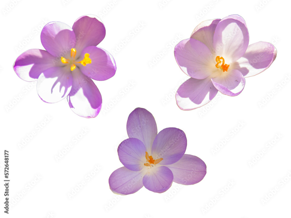 Violet color Crocus blossoming flower top view isolated Violet color Crocus blossoming flower top view isolated