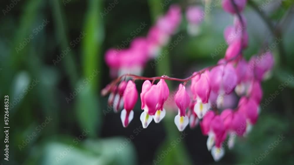 Short clip of Fuchsia flowers fluttering in a gentle breeze Short clip of Fuchsia flowers fluttering in a gentle breeze
