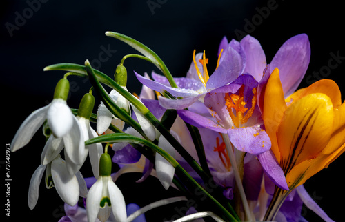 different spring flowers on a back background