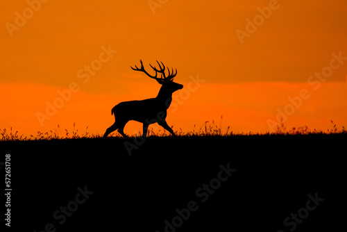 Silhouette of red deer in epic orange sunset during autumn rut in wild nature  Slovakia