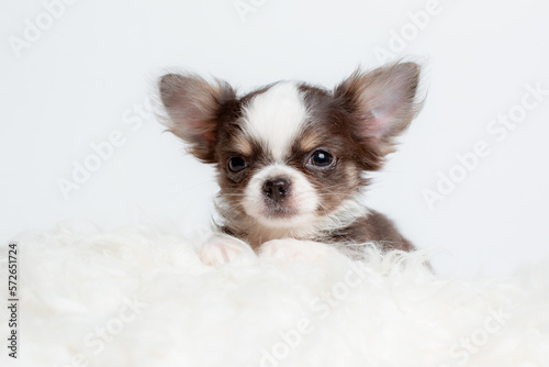 a chihuahua puppy on a fur blanket on a white background