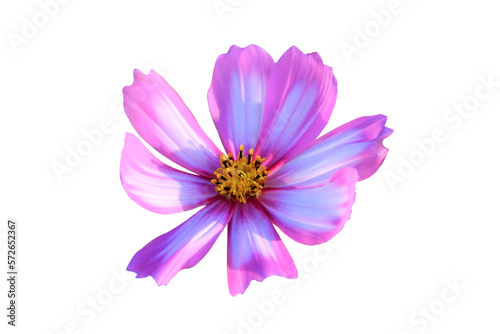 pink and white cosmos flower isolated on white background.