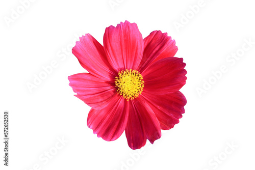red cosmos flower isolated on white background.