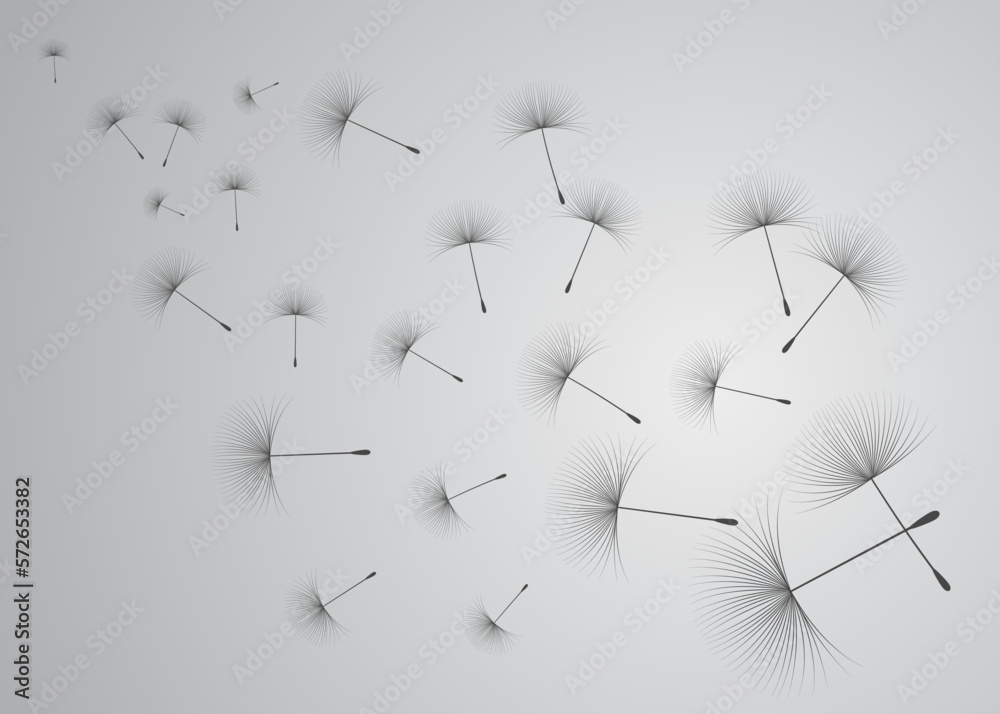 Vector illustration dandelion time. Black Dandelion seeds blowing in the wind. The wind inflates a dandelion isolated on white background.