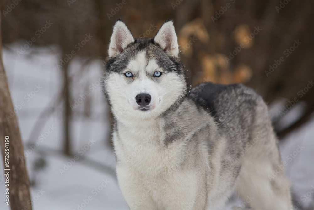 Husky dog close up photo in winter and snow 