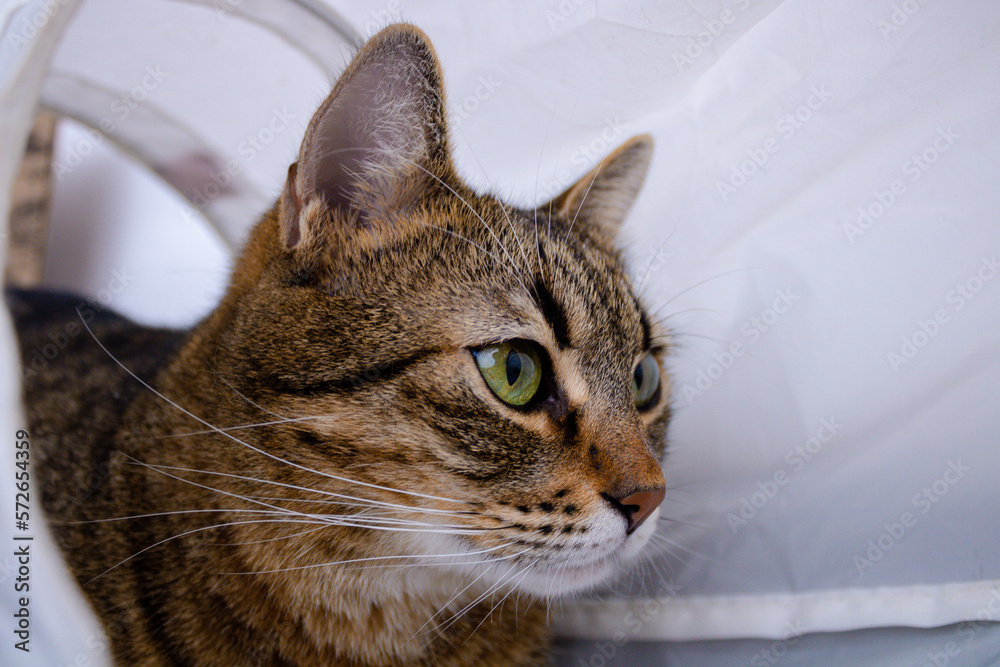 Curious Tabby Cat hunting in a play tunnel