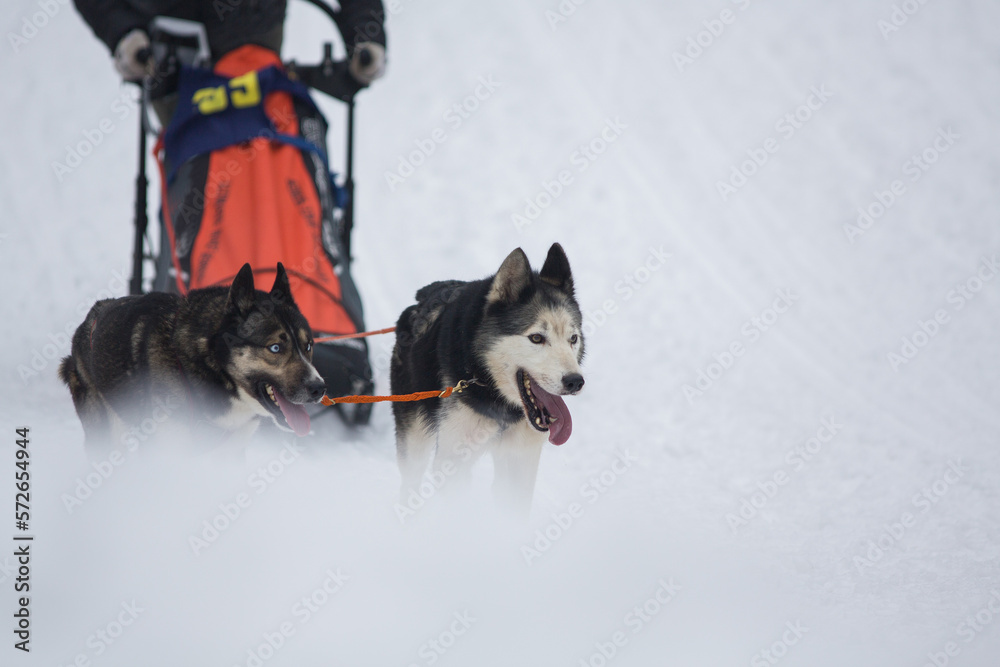 Dog Sled Racing Contest with dogs. Dog sledge with musher in snow 