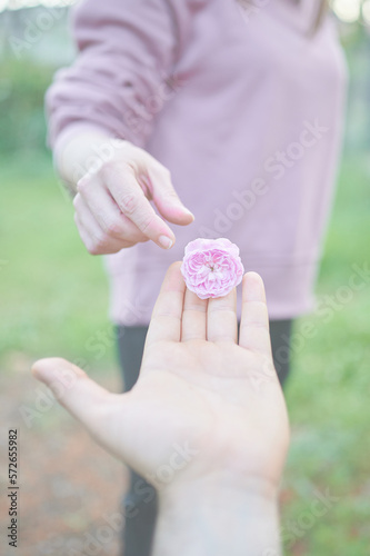 Man's hand giving a small rose to a woman. Dwarf pink hybrid rose flower (rosa x centifolia, Provence rose or cabbage rose). Romantic couple moments.