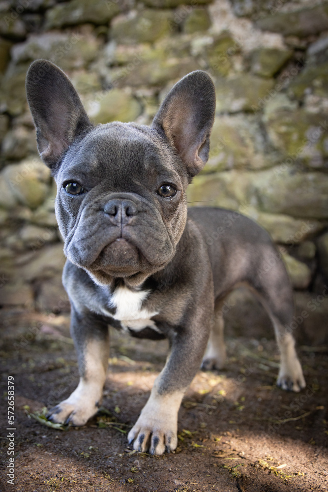 portrait of a female French bulldog (frenchie) puppy.