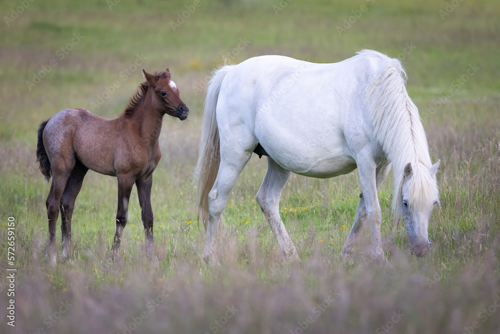 Grey pony with foal in field.