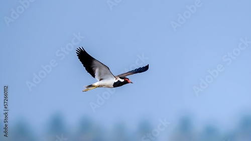 Bilde på lerret The red-wattled lapwing (Vanellus indicus)