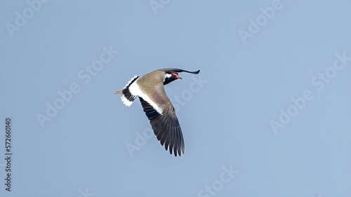 The red-wattled lapwing (Vanellus indicus)