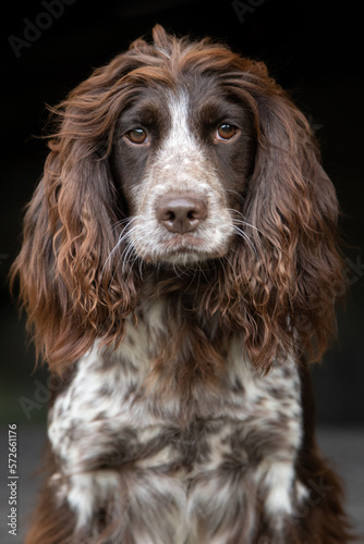 Obraz na plátně portrait of a chocolate roan cocker spaniel.