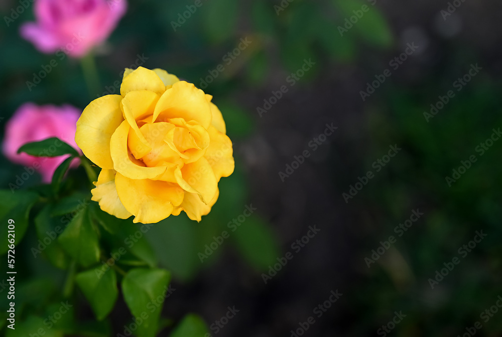 Flower of Yellow Rose in the summer garden. Yellow Roses with shallow depth of field. Beautiful Rose in the sunshine. Yellow garden rose on a bush in a summer garden. Flower bush Flower of Yellow Rose in the summer garden. Yellow Roses with shallow depth of field. Beautiful Rose in the sunshine. Yellow garden rose on a bush in a summer garden. Flower bush