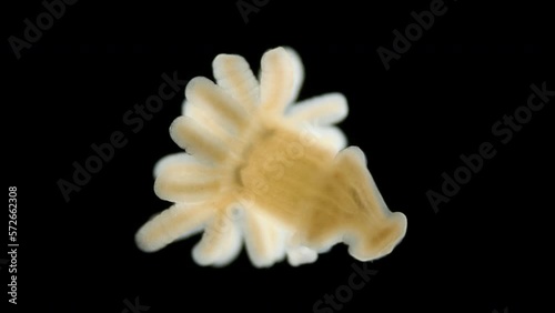 Young juvenile Actiniaria under a microscope, class Anthozoa, Hexacorallia, about 3-4 mm in size. The specimen was found in Barents Sea. Sea Hydra photo
