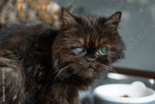 Old black cat in animal shelter