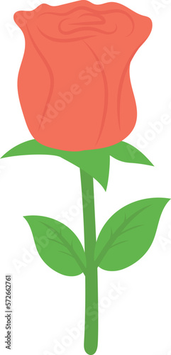 honeymoon rose  and flower