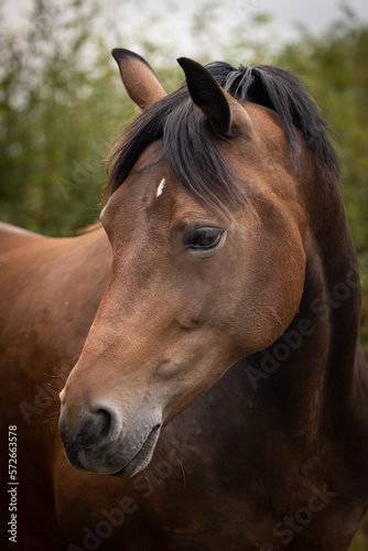 Portrait of a bay horse. 