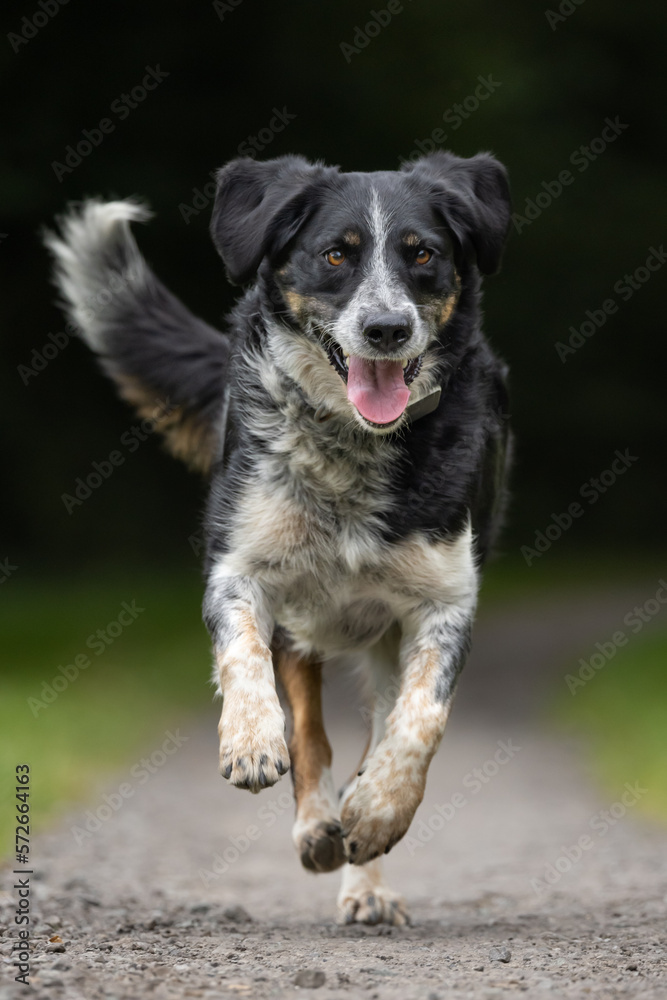 Happy collie cross dog running towards camera. 
