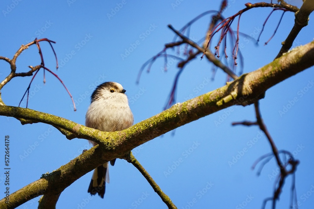 The long-tailed tit (Aegithalos caudatus), also named long-tailed bushtit, sitting on a branch with blue sky in the background. Small white bird sitting on the branch. The long-tailed tit (Aegithalos caudatus), also named long-tailed bushtit, sitting on a branch with blue sky in the background. Small white bird sitting on the branch.