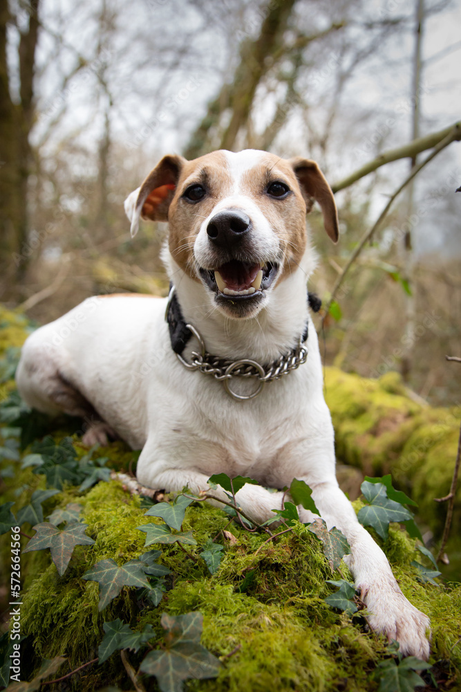 Brown and white Jack russel terrier laying down on a mossy tree branch in a woods.