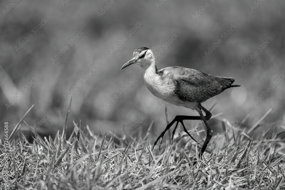 Mono African jacana on grass lifting foot Mono African jacana on grass lifting foot