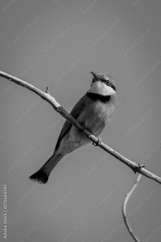 Fototapeta premium Mono little bee-eater on branch turns head