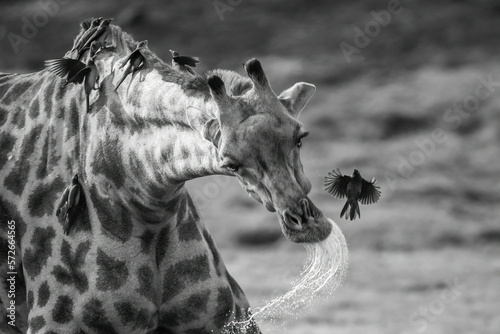 Mono close-up of giraffe dripping from mouth