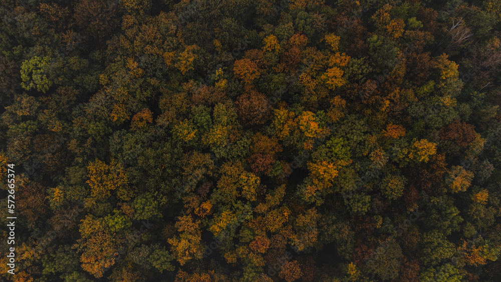 Aerial shot of orange-red and green forests at sunset in Slovak forests. Autumn fairy tale. Variety and colourfulness of nature Aerial shot of orange-red and green forests at sunset in Slovak forests. Autumn fairy tale. Variety and colourfulness of nature