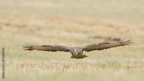 Bird of prey in flight, bird flying Common Buzzard buteo buteo