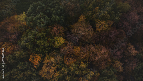 Aerial shot of orange-red forests at sunset in Slovak forests. Autumn fairy tale. Variety and colourfulness of nature