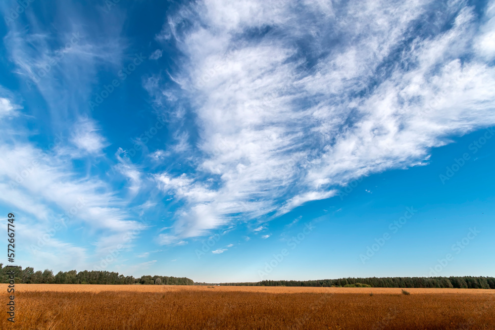Oat cereal fields on the sky with clouds background. Sunny summer day. Colourful summer landscape.