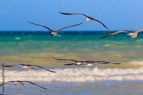 seagulls in flight