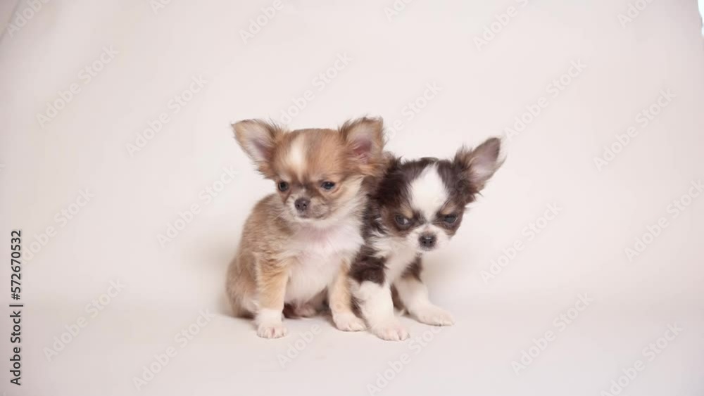 chihuahua puppies on a white background chihuahua puppies on a white background