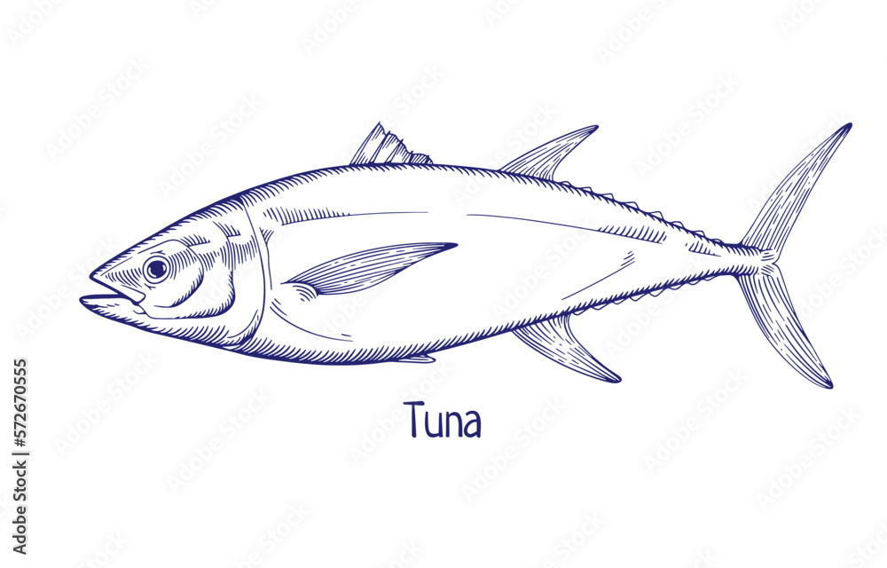 Tuna, vintage outlined engraved drawing. Sea, ocean fish drawn in retro ...