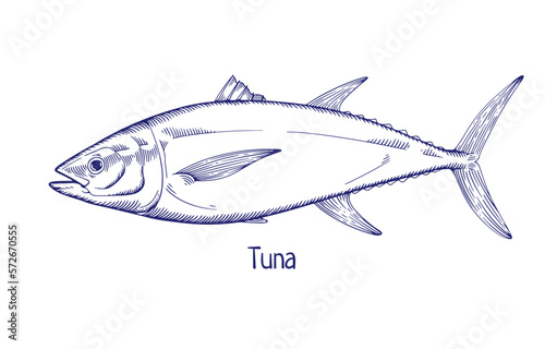 Tuna, vintage outlined engraved drawing. Sea, ocean fish drawn in retro etched style. Marine saltwater animal species. Detailed contoured handdrawn vector illustration isolated on white background