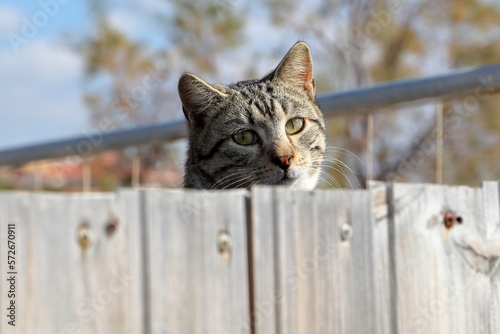 Giornata del gatto, 17 febbraio 