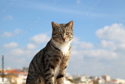 Giornata del gatto, 17 febbraio 