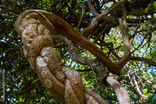 Jagube vine, the necessary plant to make ayahuasca and daime photo