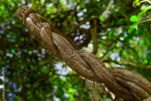 The Jagube vine, essential for the preparation of ayahuasca and daime. photo