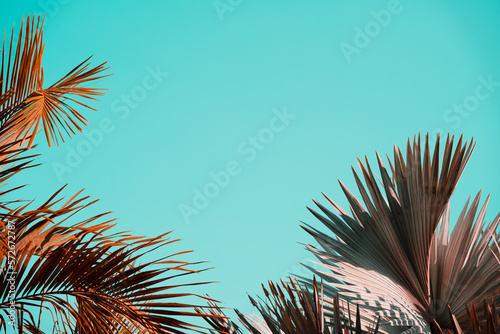 Palm trees against the empty blue sky.