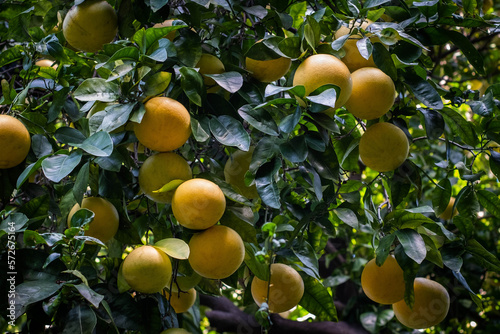 Pomelo fruits hanging on tree